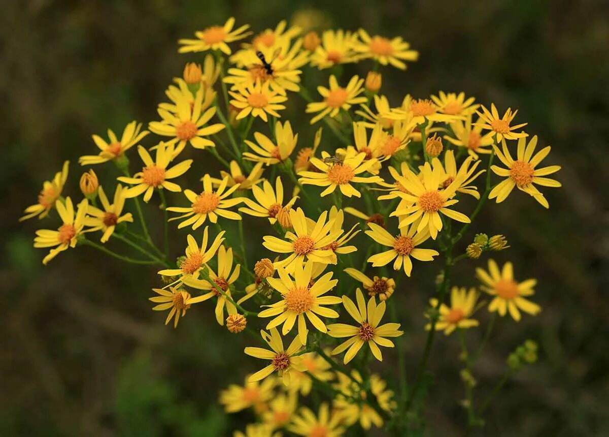 Крестовник обыкновенный. Крестовник (Senecio). Крестовник обыкновенный (Senecio vulgaris). Крестовник Senecio jacobaea. Крестовник Луговой (Senecio jacobaea l.).