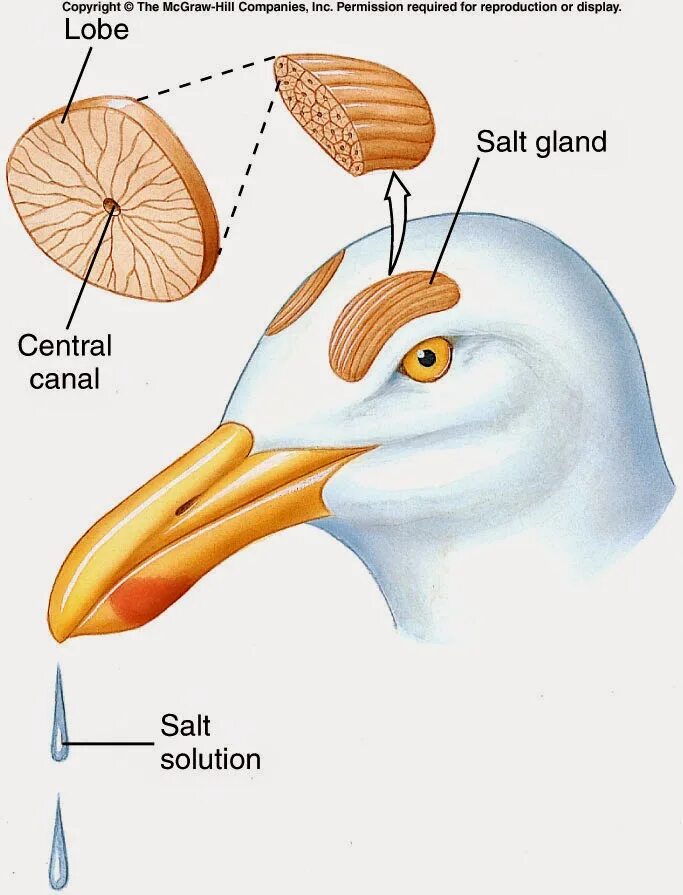 Кожные железы у птиц. Носовая железа птиц. Солевые железы птиц.