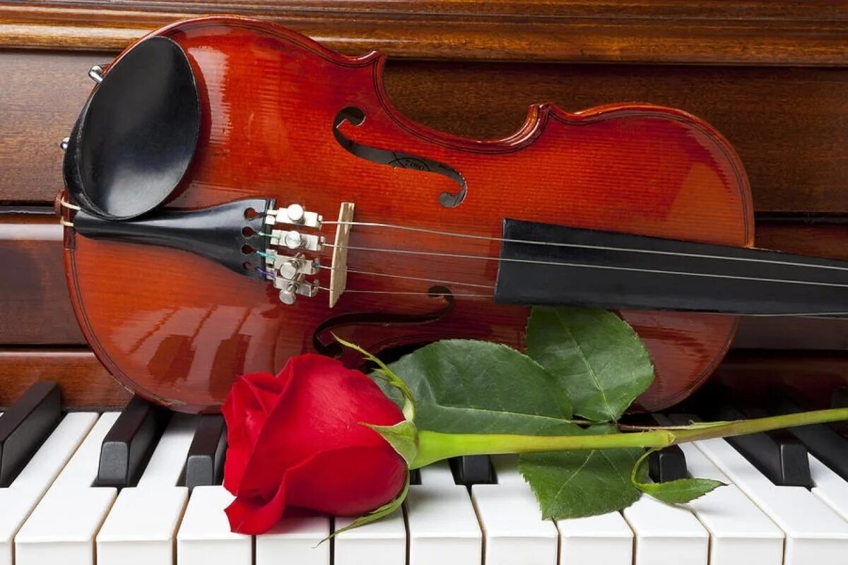 Скрипка красивая музыка слушать. Скрипка и розы. Скрипка и фортепиано. Музыкальные инструменты и цветы. Скрипка и рояль.