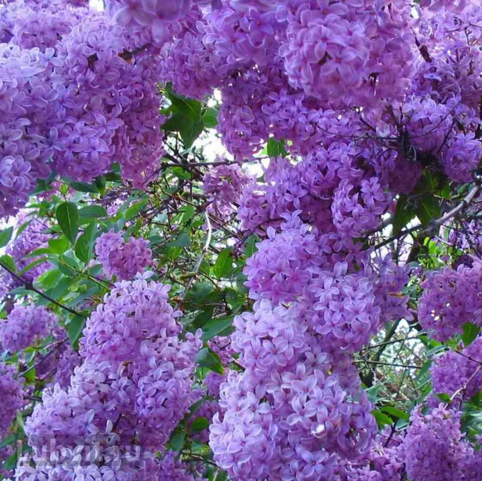 Милая сирень. Сирень Персидская Нибра. Сирень Персидская (Syringa persica). Сирень Дрезден Чайна.