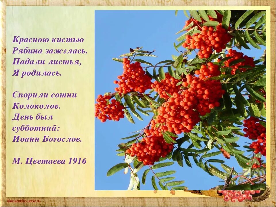 Рябинушка рассказ на дзен. Цветаева рябина стихотворение. Цветаева красною кистью рябина зажглась.