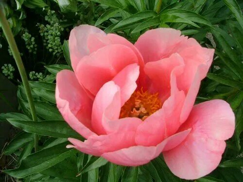 Пион травянистый лавли роуз. Lovely rose (saunders a. Пион lovely rose. Пион роуз. Пион lovely louise.