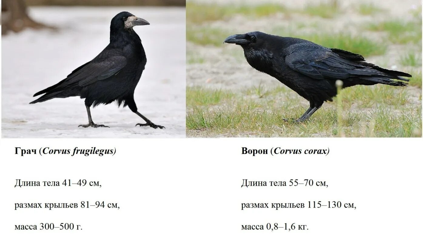 Размеры птиц сравнение. Ворон ворона Галка Грач разница. Ворон Грач Галка отличия. Птицы ворона Галка Грач. Отличие Грача от вороны.