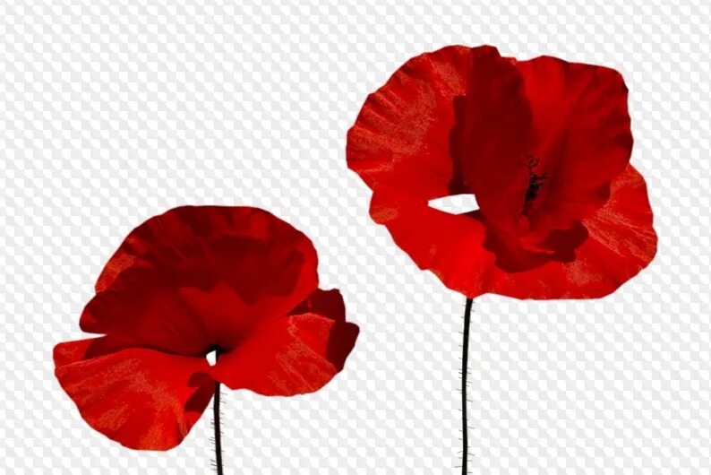 Poppies png. Мак цветок. Цветы маки вектор. Маки клипарт. Маки на белом фоне.