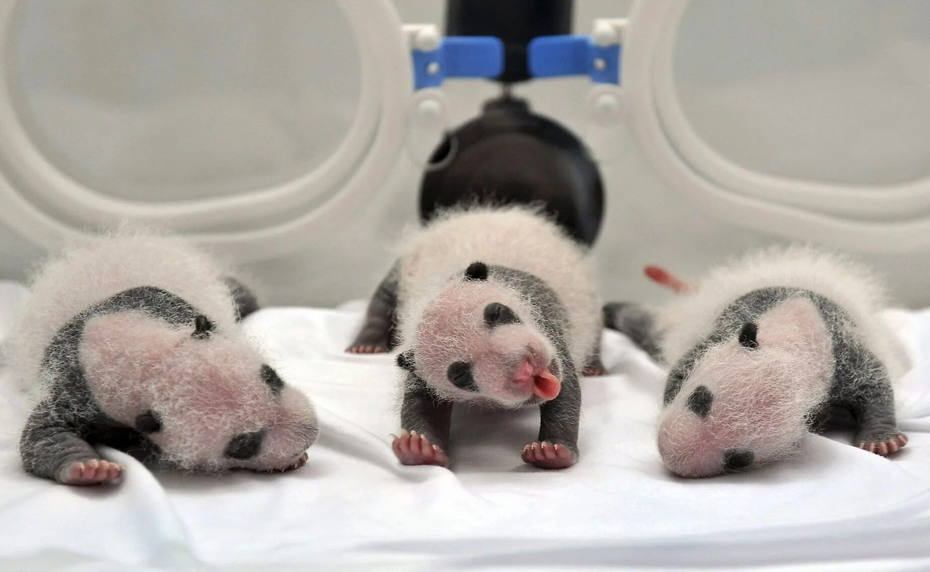 Родившийся детеныш панды. Новорождённые Детёныши панды. Детёныши панды Новорожденные. Панда с детёнышем. Малыш панды новорожденный.