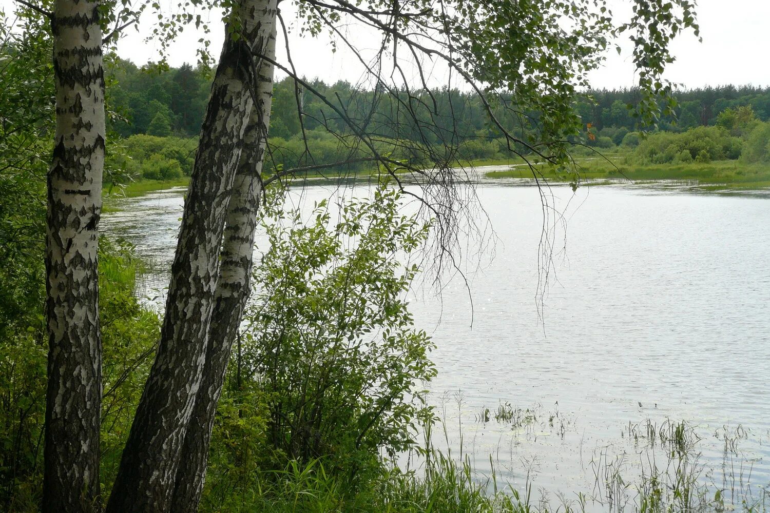 река клязьма владимир. берег реки клязьма владимирская область. загорянка река клязьма пляж. городищи клязьма лето. река клязьма.