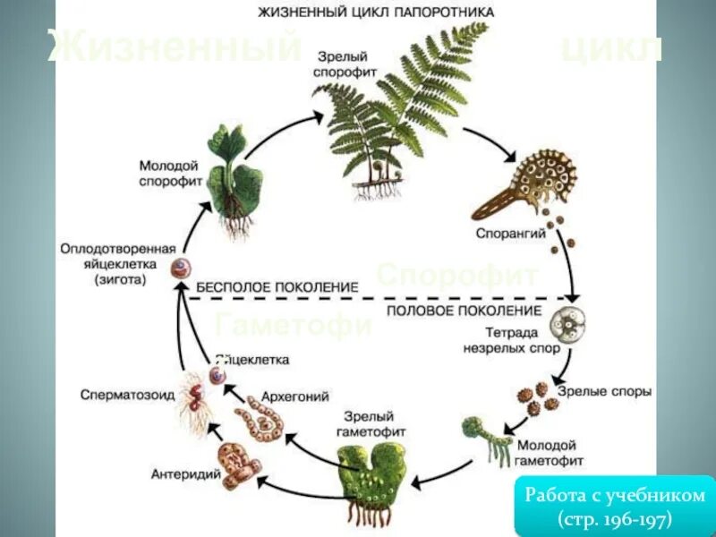 Цикл развития мохообразные сфагнум. Цикл развития щитовника. Жизненный цикл мхов и папоротников. Жизненный цикл папоротника схема.
