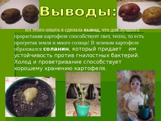 Опыт с клубнем картофеля. Опыты с картофелем. Проращивание картошки опыт. Опыт с пророщенной картошкой. Проращивать картофель в темноте или на свету