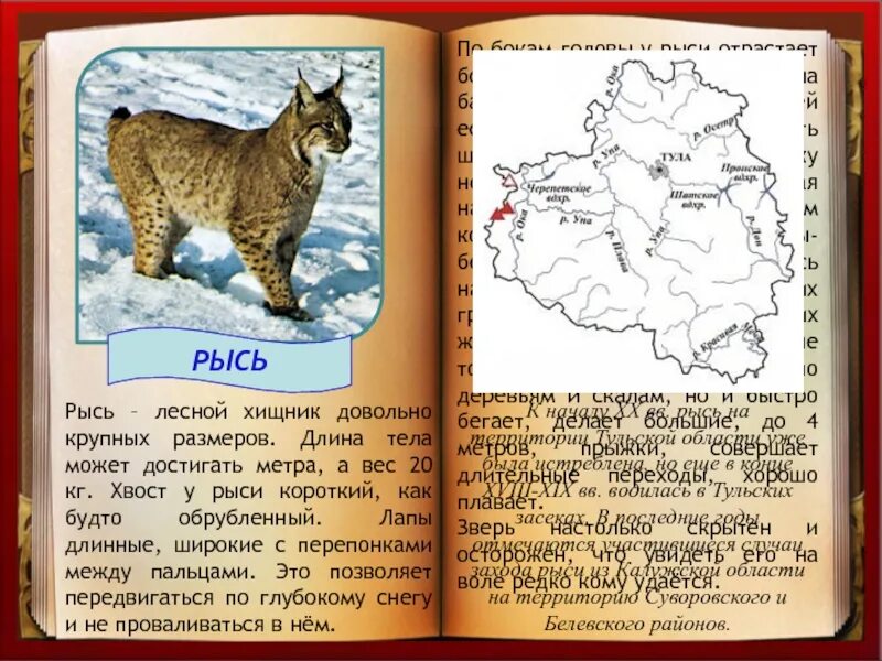 На каком материке живет рысь. Красная книга животных Тульской области. Животные из красной книги Тульской области. Красная книга Тульской области животные описание. Красная книга Тульской области.