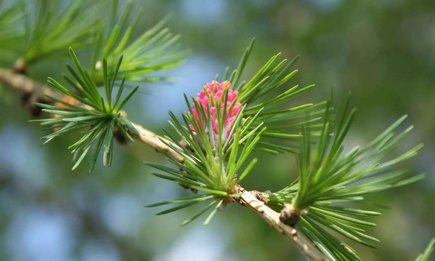 Дигидрокверцетин лиственницы сибирской. Дигидрокверцетин лиственница. Дигидрокверцетин сибирский-с из лиственницы сибирской. Дигидрокверцетин из лиственницы сибирской. Дигидрокверцетин лиственницы.