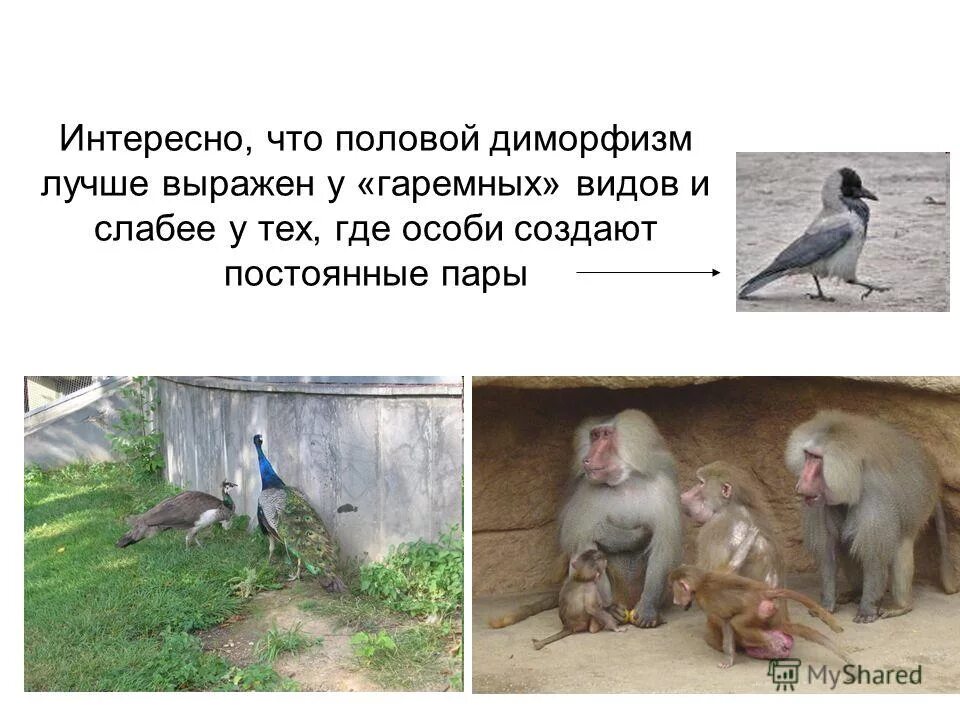 Схема хромосомного определения пола человека. Сперматогенез сперматиды. Образование половых клеток мейоз схема. Роль хромосом в детерминации пола. Сперматогенез зона формирования.