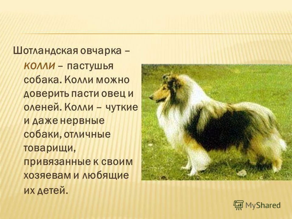 Колли собака описание для детей 1 класса. Рассказ о породе собак колли. Сообщение для 2 класса порода собаки-колли. Шелти порода. Рассказ о породе собак колли.