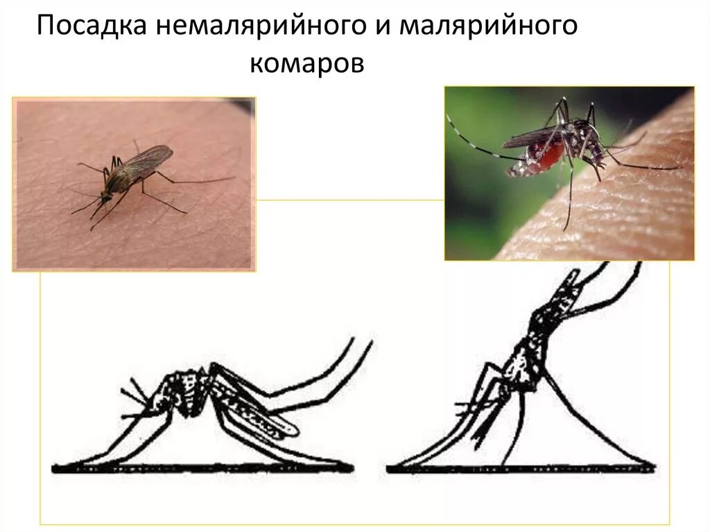 Какое развитие у малярийного комара. Малярийный Москит анофелес. Комар малярийный и обыкновенный. Малярийный комар морфология. Малярийный и Немалярийный комар отличия.