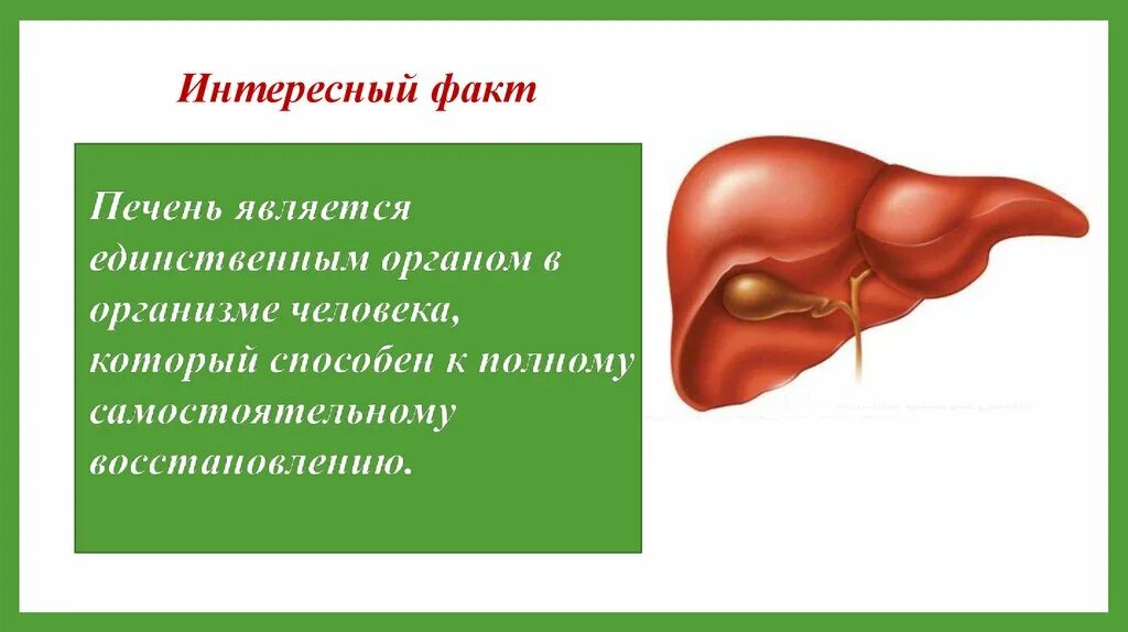 Факты систем органов человека. Необычные факты о печени. Печень изображение. Печень интересные факты для детей.