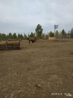 Амодово чита