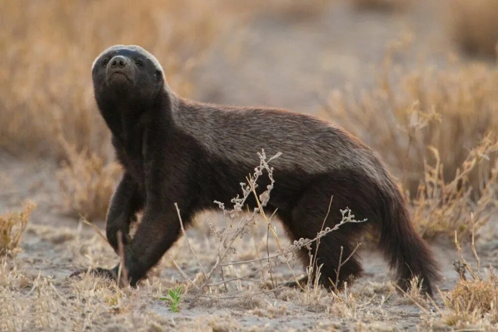 Медоед Honey Badger. Зверь барсук медоед. Африканский медоед. Индийский барсук медоед. Медоед живет