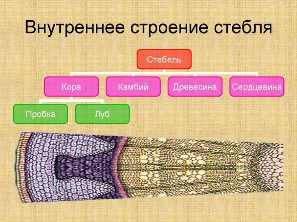 Внутреннее строение стебля функции. Внутреннее строение стебля. Внутреннее строение с теля. Внутренеес троение стебля. Строение стебля 6 класс.