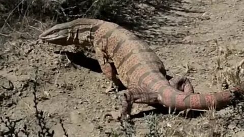 Ирина Гурина онлайн порно