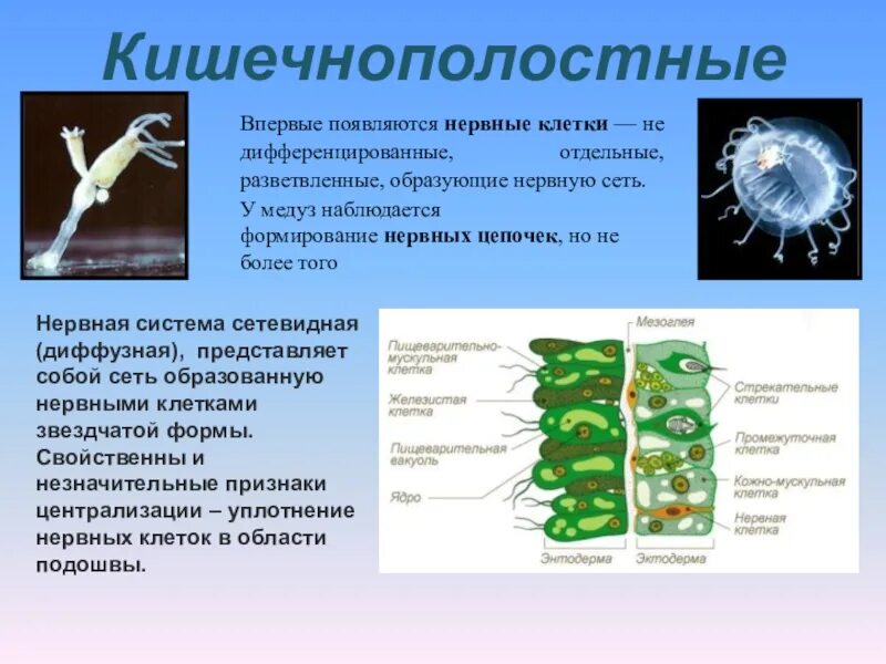 Какие черви кишечнополостные. Нервные клетки кишечнополостных. Строение нервной клетки кишечнополостных. Нервная система кишечнополостных. Строение гидры.