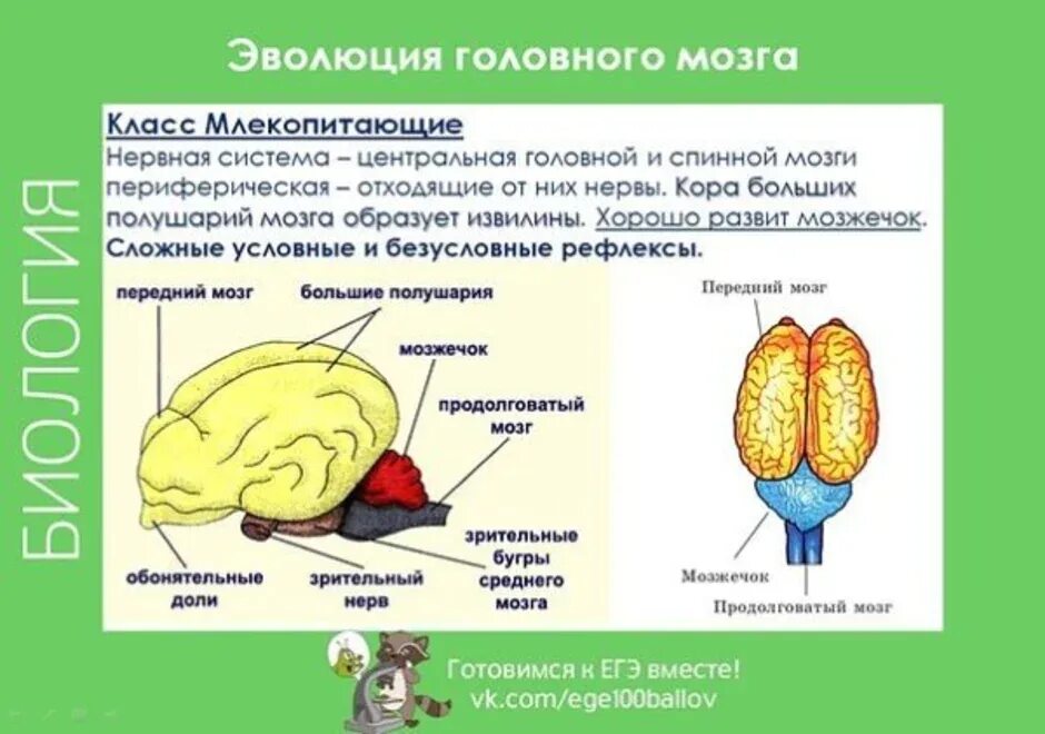 Какой отдел мозга млекопитающих имеет два полушария. Строение мозга млекопитающих. Строение мозга млекопитающих 7 класс. Отделы головного мозга млекопитающих. Хордовые строение головного мозга.