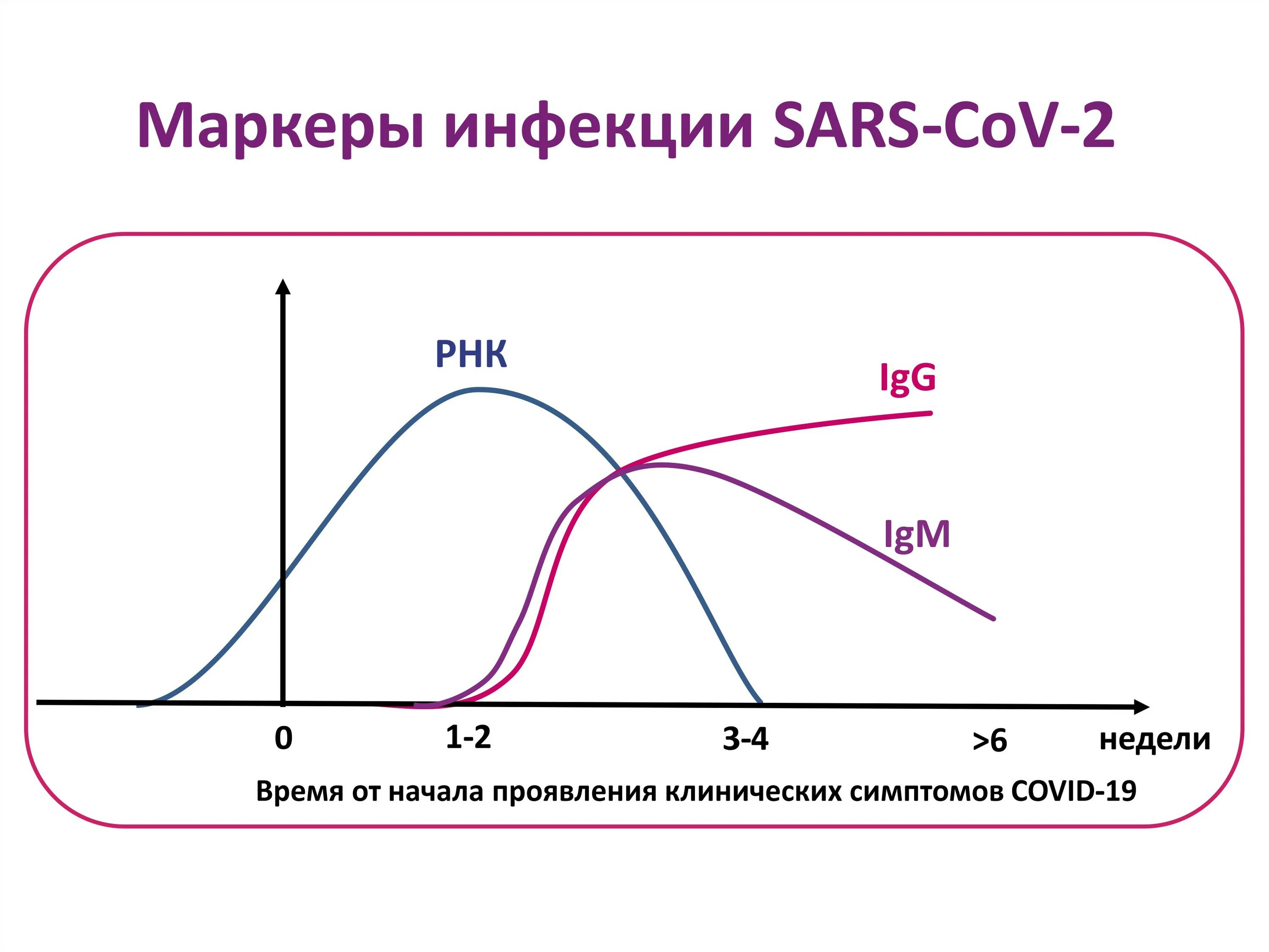 Вэб иммуноглобулины. График антитела к коронавирусу. Когда появляются антитела к коронавирусу. Антитела SARS-cov-2 (Covid-19), IGG 4.8. Иммуноглобулины g и m график.