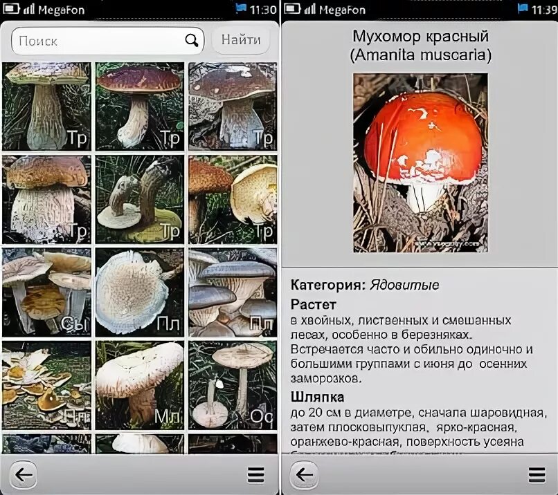 Определить грибы приложение