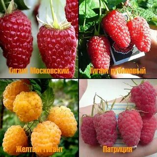 Урал малина