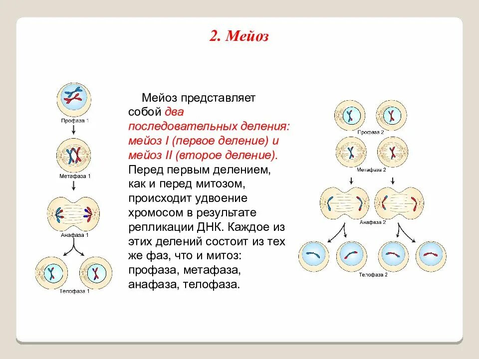 Мейоз два этапа. Фазы мейоза 1 деление 2 деление. процесс деления мейоза. фазы мейоза таблица 1 деление 2 деление. процессы 1 деления мейоза.