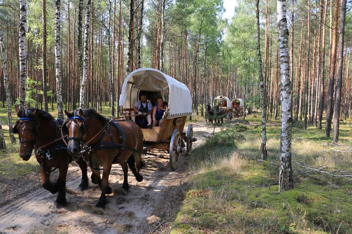 Караван сегодня. Гужевая повозка. Караван повозок. Туристическая повозка. Конная повозка для перевозки грузов.