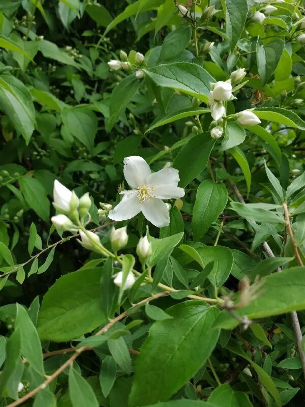 а во дворе расцвела ароматная груша. цветы груши значение. а во дворе расцвела ароматная груша. а во дворе расцвела ароматная груша. цветение фруктовых деревьев на кубани картинки.
