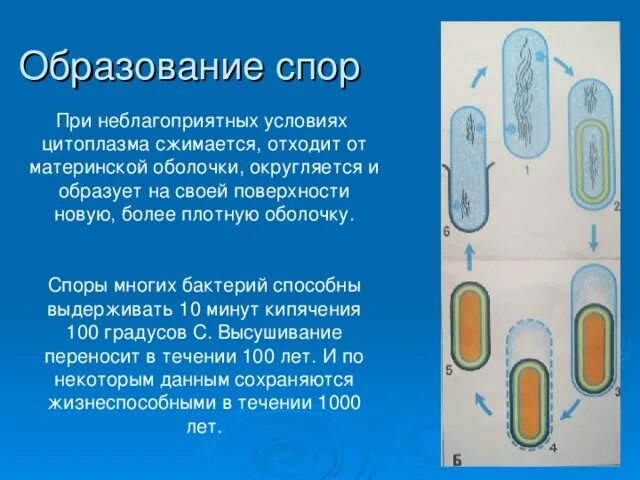 Споры бактерий 5 класс. Образование спор у бактерий 5 класс биология. Спора бактериальной клетки. Схема образования спор у бактерий. Образование спор у бактерий.