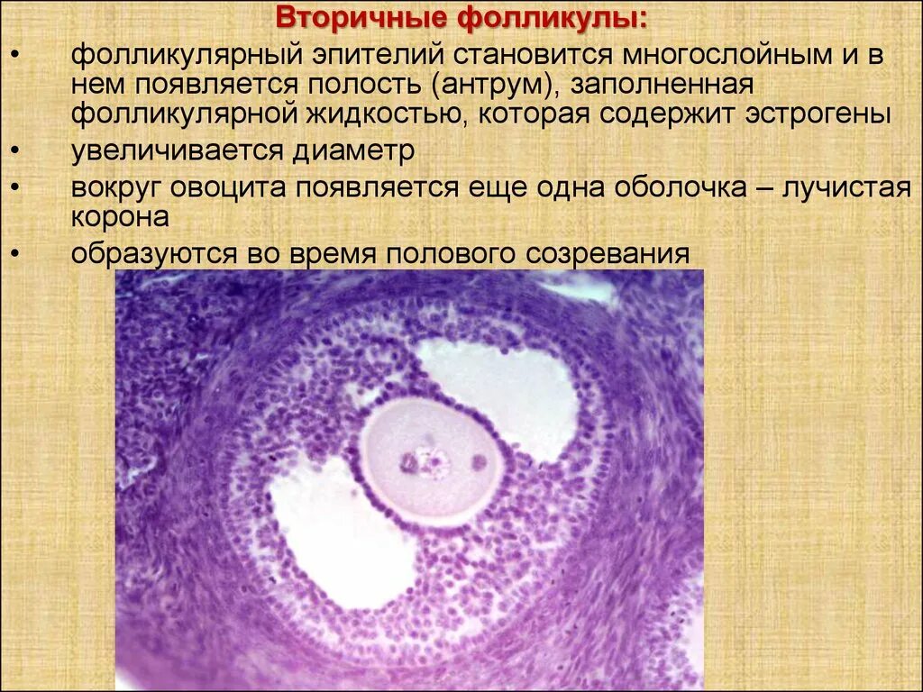 Фолликулярный эпителий яйцеклетки. Первичный овоцит гистология. Вторичный фолликул гистология. Вторичный и третичный фолликул. 17 фолликулам