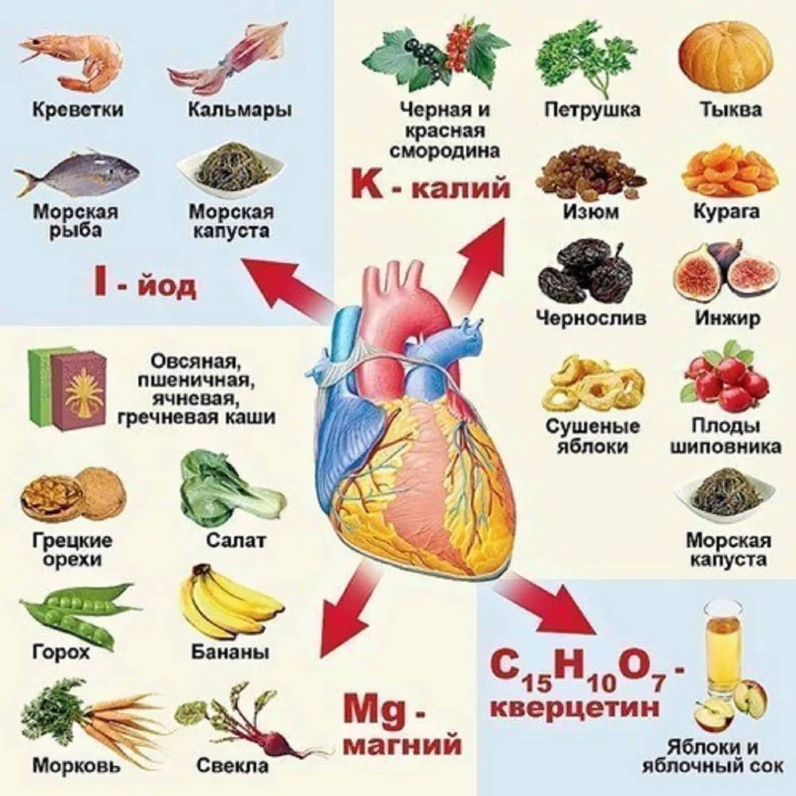 Питать сердечную мышцу