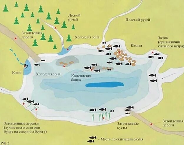 Места где ловить рыбу. Места стоянки щуки на озере. Места стоянки окуня. Места ловли окуня зимой. Места стоянки окуня на реке.