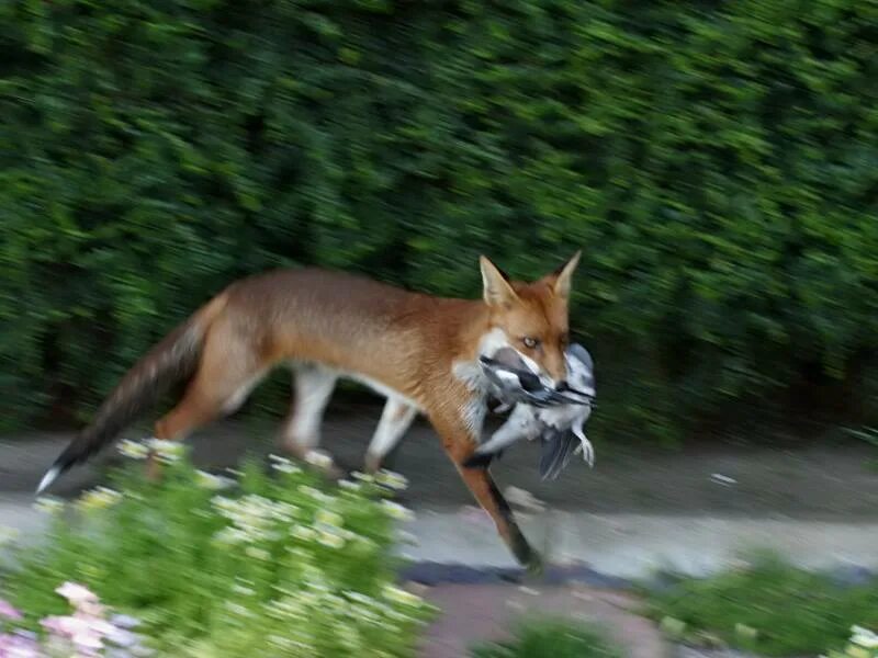 Лиса и вороны. Лиса с вороном. Обыкновенная лисица. Ворона и лисица. Лиса и вороны.