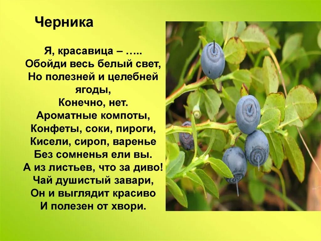 Читать рассказы черника. Черника информация. черника презентация. доклад о чернике. черника описание растения.