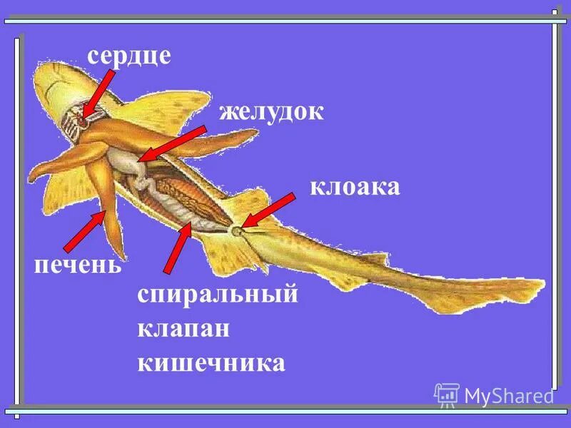 Внутреннее строение хрящевых