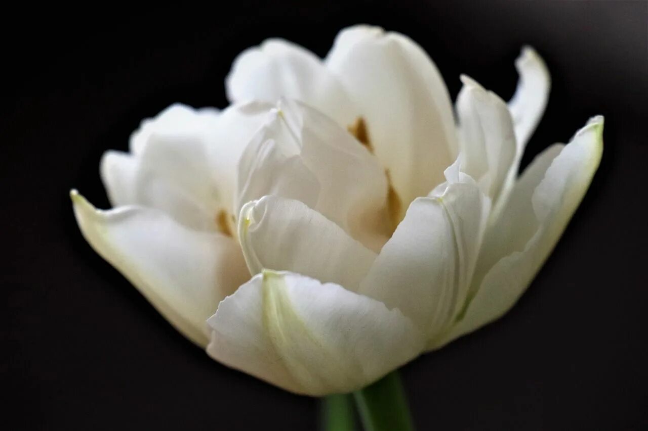 White tulip