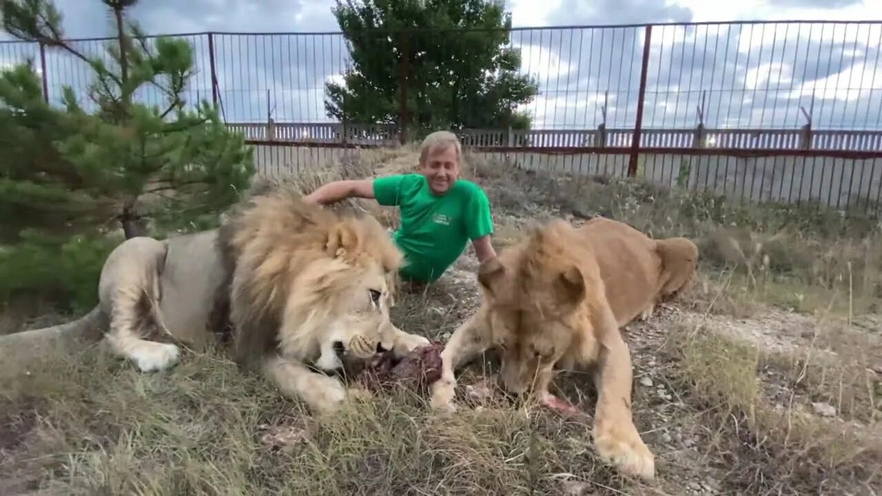 Тайган последние видео сегодня с татьяной алексагиной