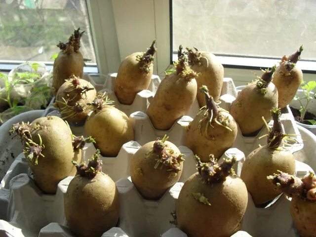 Подготовка картофеля к посадке весной в домашних. Яровизация картофеля. Посадочная картошка. Проросшая картошка.
