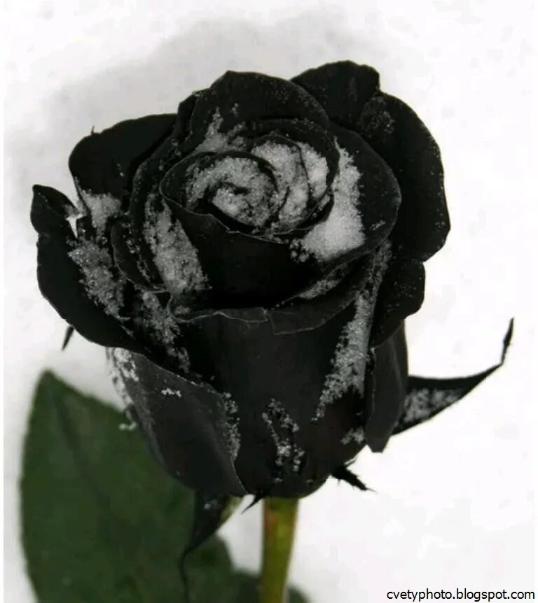 Саженцы черной розы. Черный цвет.