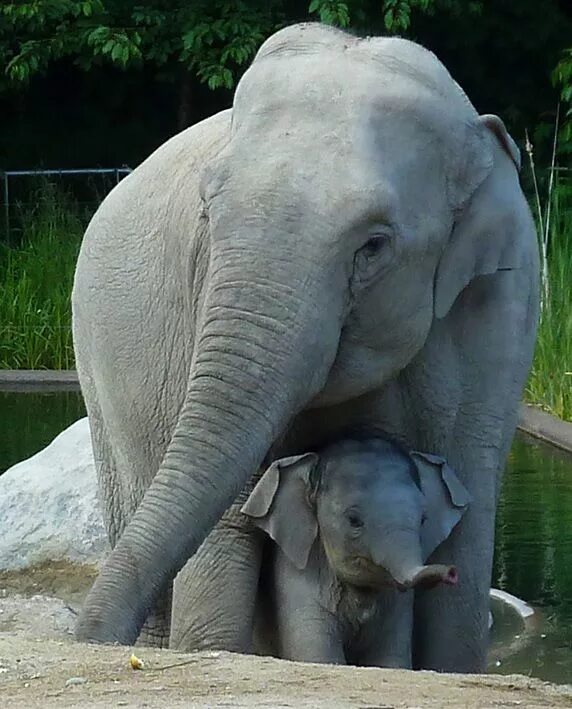 Elephant child. Слоненок. Мама слониха. Красивый слон. Слониха со слоненком.