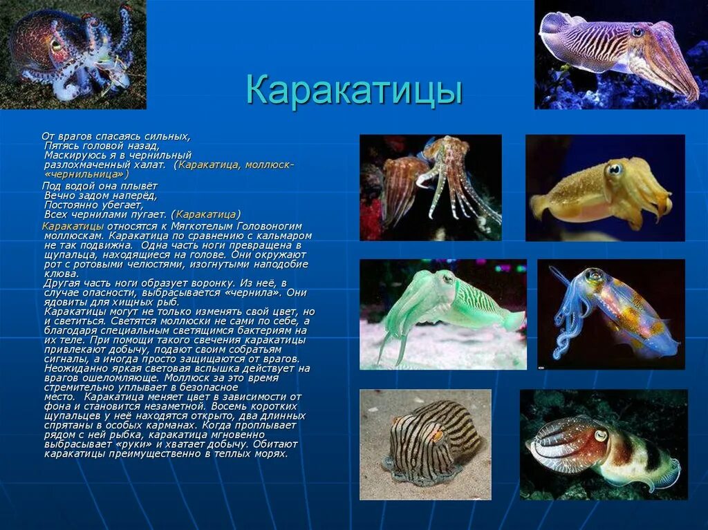 Каракатица индийского океана. Каракатица ареал обитания. Моллюски каракатица лекарственная. Класс головоногие моллюски каракатица.