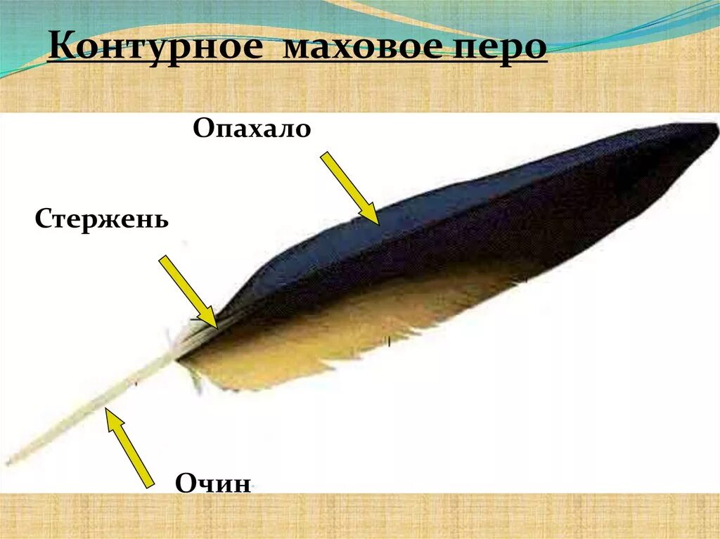 Строение контурного пера птицы. Контурное перо. Маховые перья. Стержень пера птицы