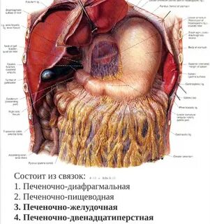 Связки сальника