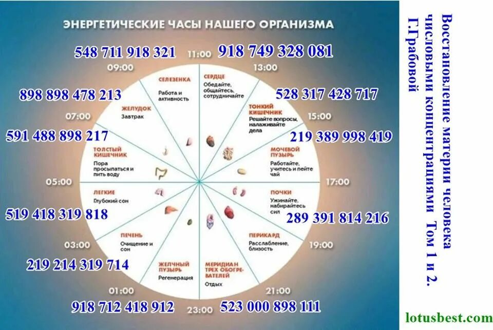 Суточные периоды активности внутренних органов. Энергетические часы нашего организма. Биологические часы активности органов. Часы активности меридианов человека. Первая половина дня это со скольки