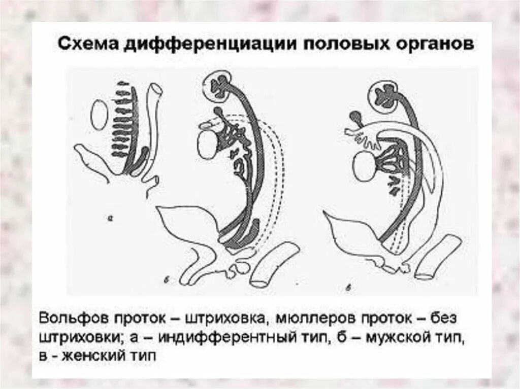 Схема дифференциации пола. Дифференциация половых органов эмбриона. Дифференциация половых органов в эмбриогенезе. Дифференцировка пола схема.