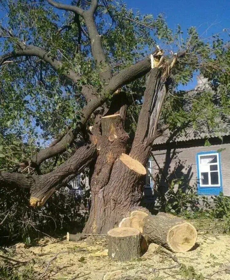 Спил деревьев во владимире. Спиленное дерево. спилка деревьев. валка деревьев. спилить старое дерево.