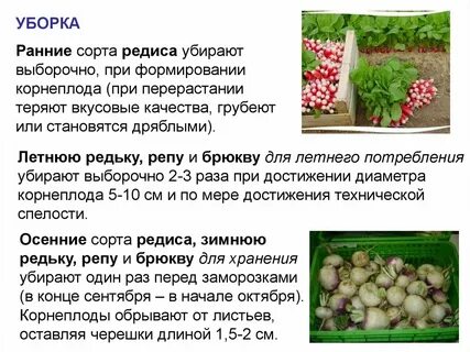 Убрали редиску