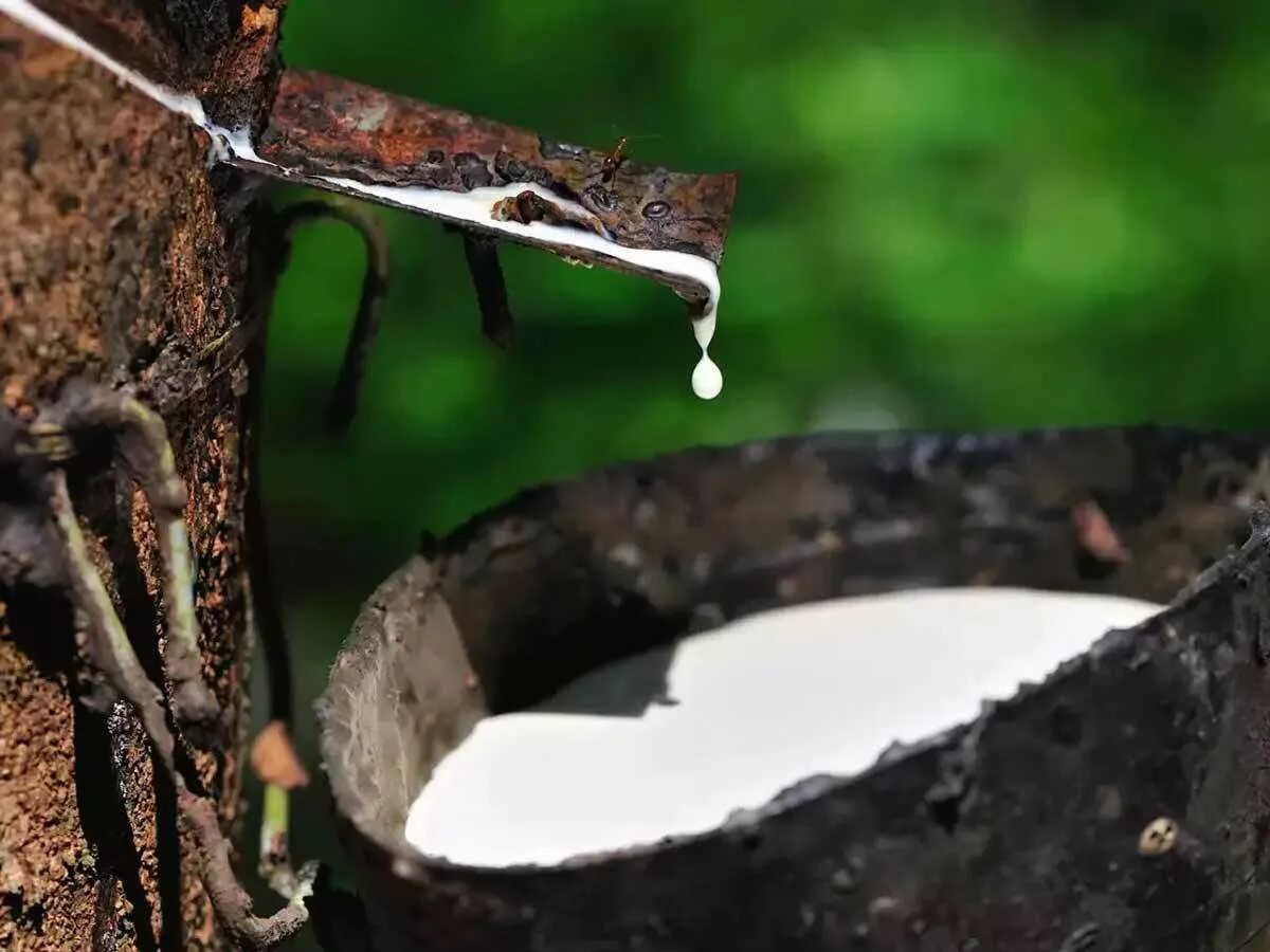 Молочное дерево Бросимум. Гевея каучук. Сок дерева гевеи. Натуральный каучук дерево. Natural rubber